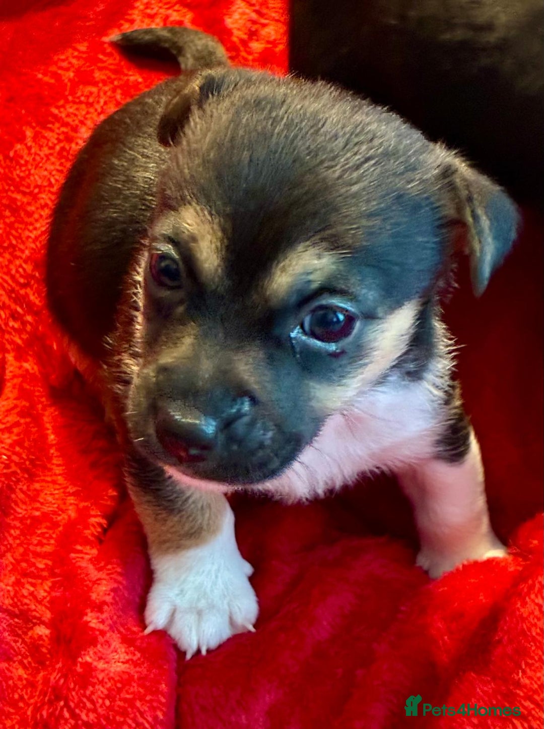 Jack Russell dogs for sale: Miniature Jack Russel Pups for sale - Advert 13