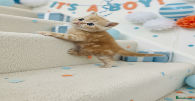Scottish Fold cats - Advert 5
