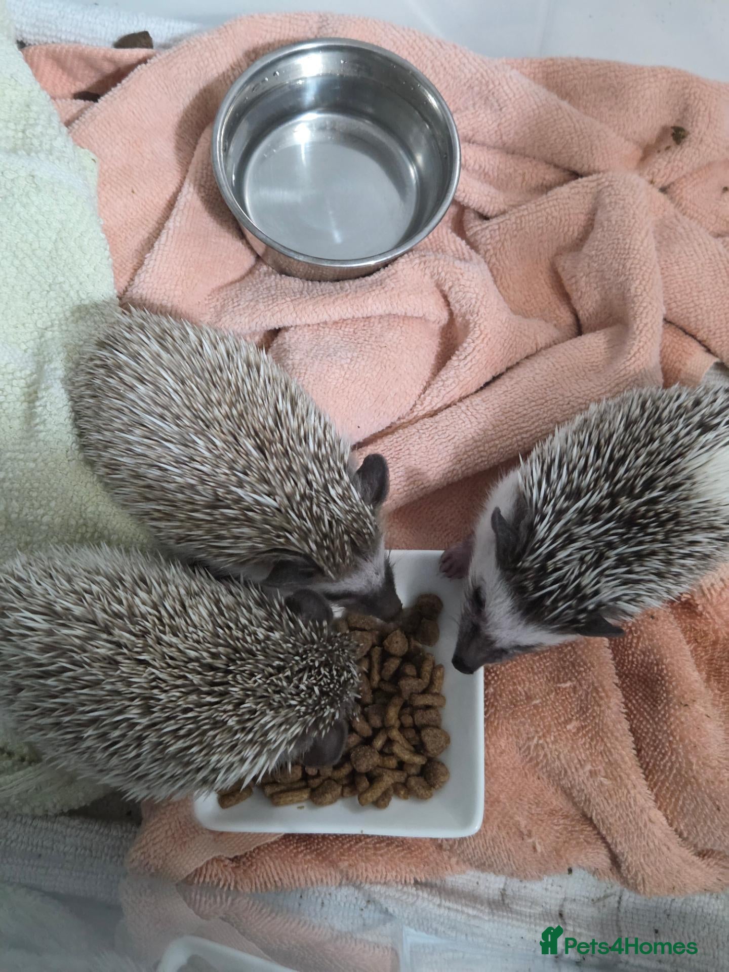 Pygmy Hedgehog rodents Pigmy hedgehogs  - Advert 2