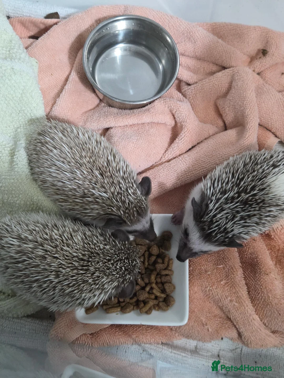 Pygmy Hedgehog rodents for sale: Pigmy hedgehogs  in Hounslow - Advert 1