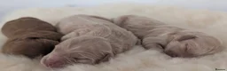 Australian Labradoodle dogs for sale: Birth announcement📣  📣 - Advert 25