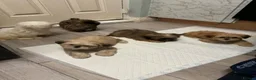 Shih Tzu dogs for sale: shih tzu puppies - Advert 2