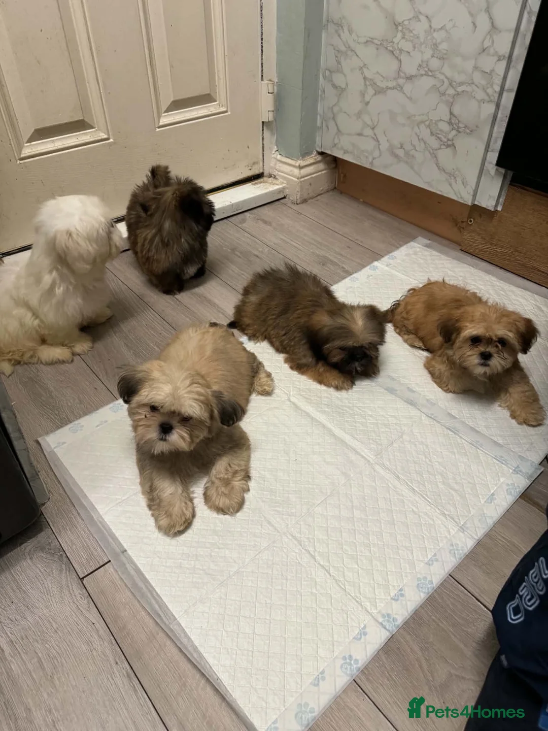 Shih Tzu dogs for sale: shih tzu puppies - Advert 2