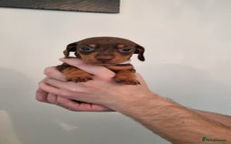Dachshund dogs for sale: Miniature Smooth Haired Dachshund Puppies - Image 11