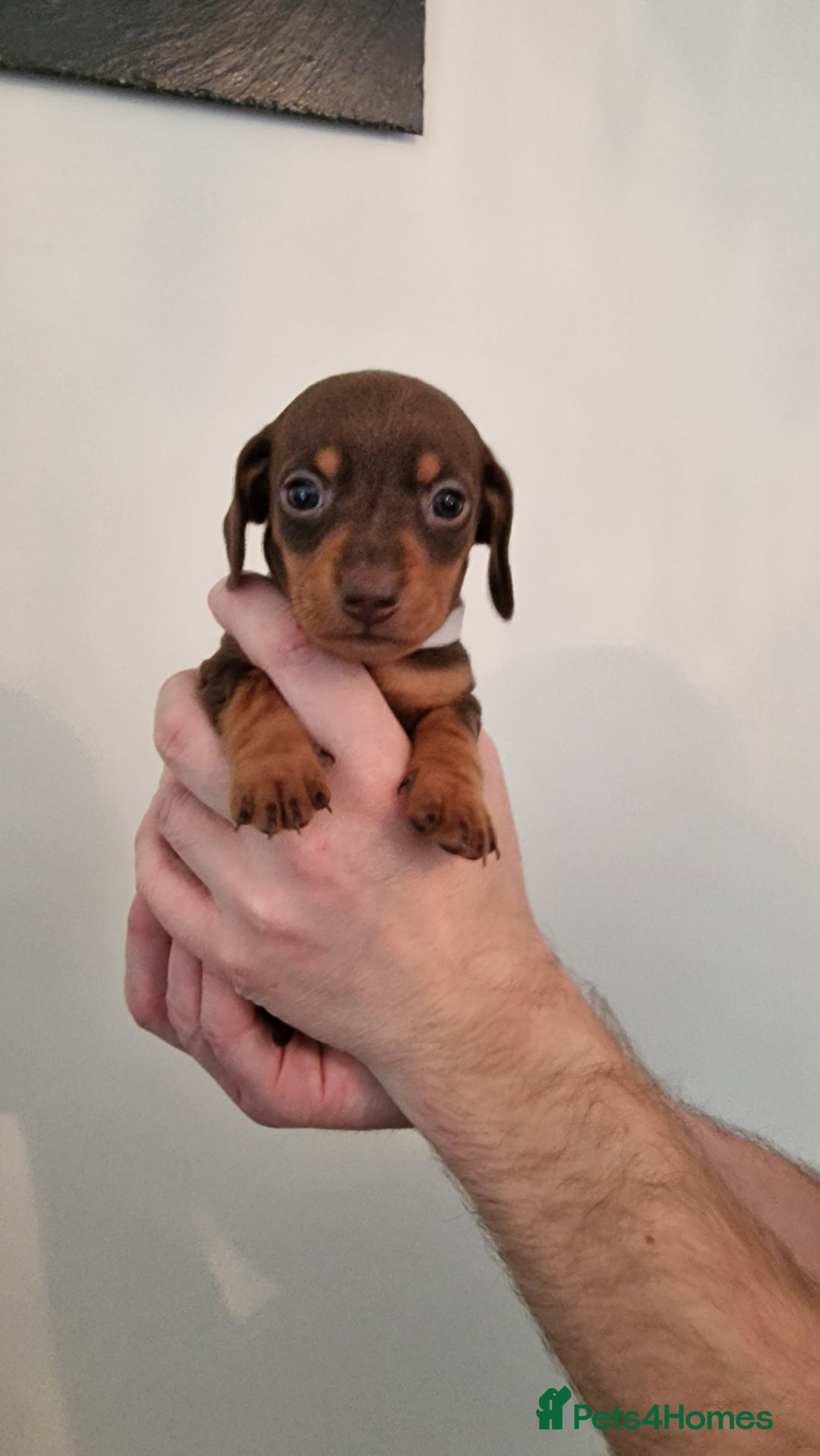 Dachshund dogs for sale: Miniature Smooth Haired Dachshund Puppies - Image 11