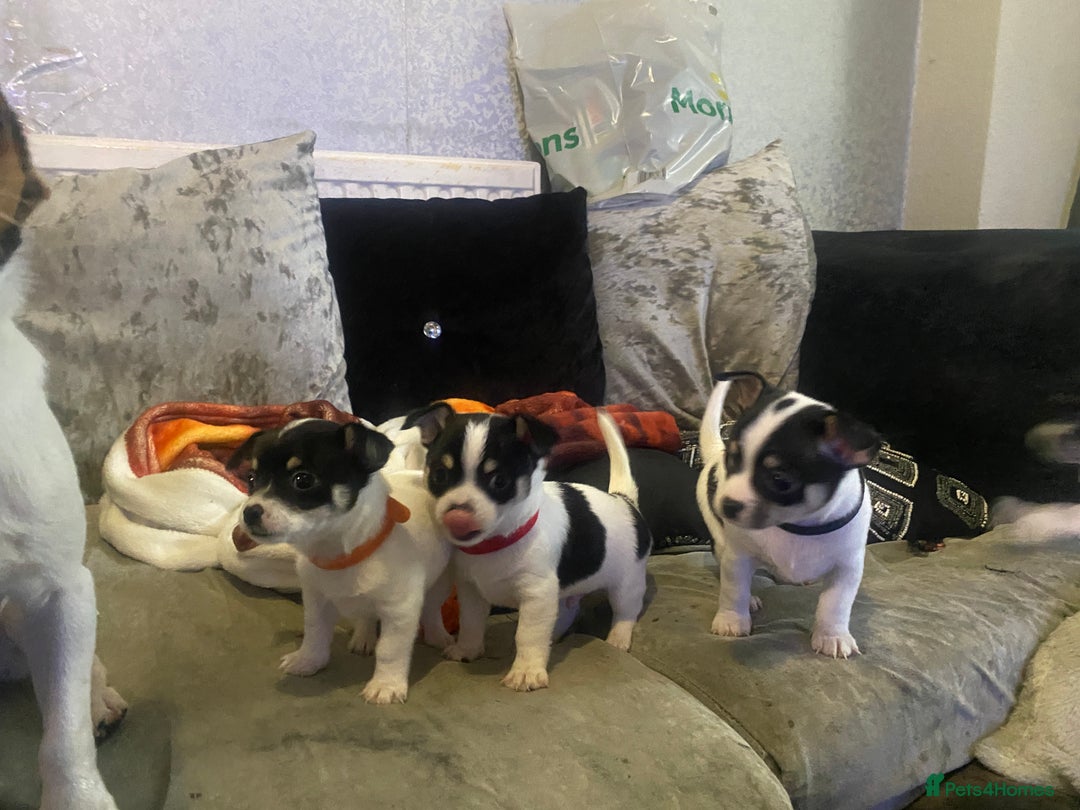 Chihuahua dogs for sale: Chihuahua puppies for sale  - Advert 3