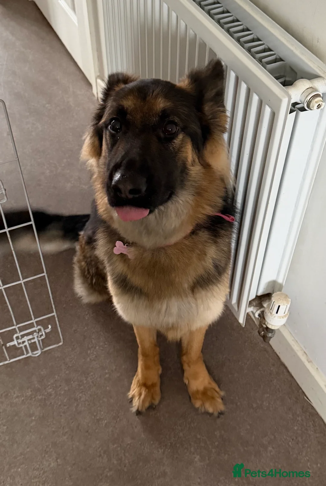 German Shepherd dogs for sale: Female German Shepherd  - Advert 1