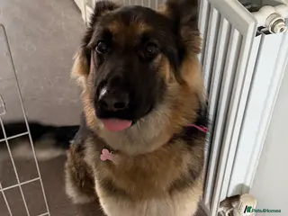 German Shepherd dogs Female German Shepherd - Advert 1