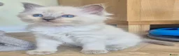 Ragdoll cats for sale: Fluffy Ragdoll kittens 💙🩷 - Advert 3