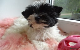 Yorkshire Terrier dogs for sale: Rare Colourful Pedigree Yorkies Certified Breeder - Image 15