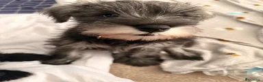 Miniature Schnauzer 2