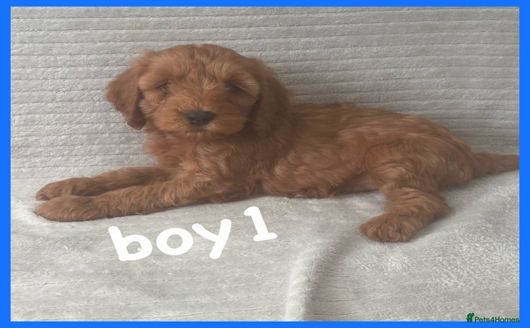 Cockapoo dogs - Advert 13