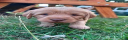 Australian Labradoodle dogs for sale: Australian Labradoodle Puppies - Advert 5
