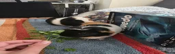Guinea Pig rodents for sale: Looking for a Loving Home for Two Guinea Pigs - Advert 6