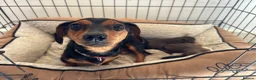 Jackshund dogs for sale: Miniature Dachshund x JR Puppies - Advert 5
