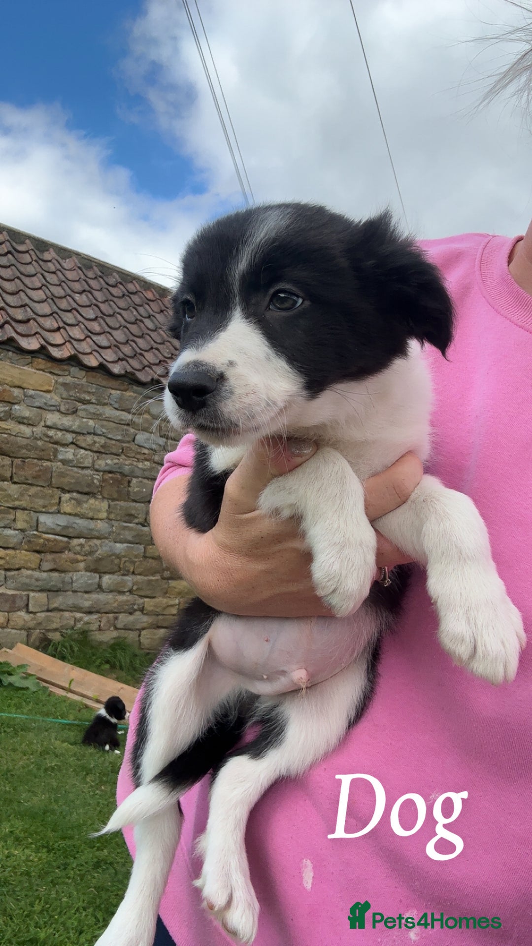 Border Collie dogs for sale: Border collie puppies ready now  - Image 17