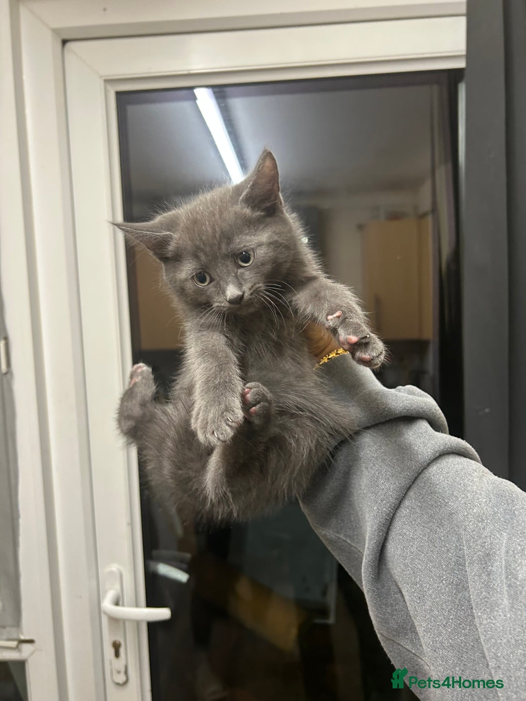 British Shorthair cats for sale: 4 kittens for sale  - Advert 9