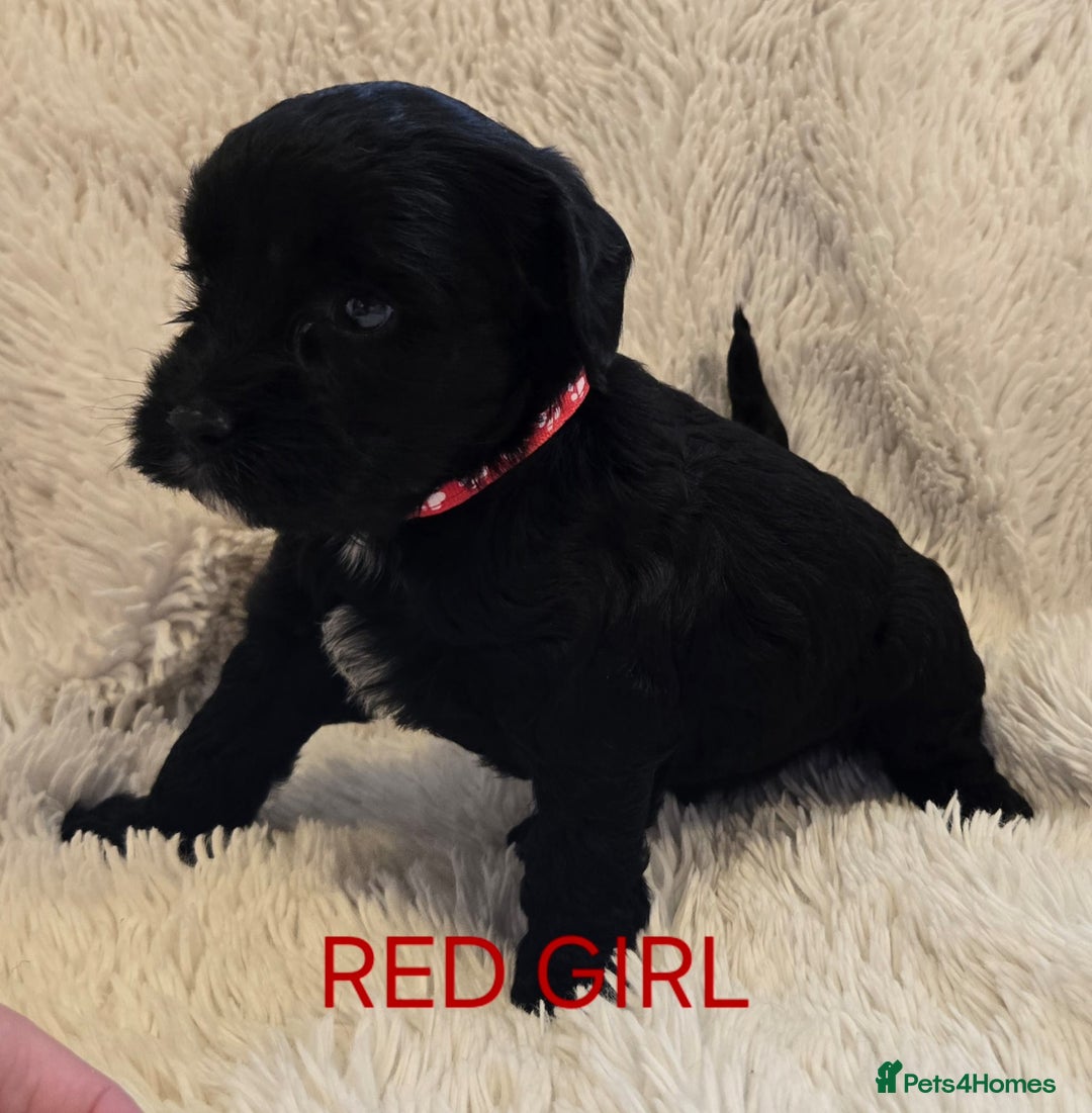 Tibetan Terrier dogs for sale: Adorable fluffy TToodle puppies  - Image 2