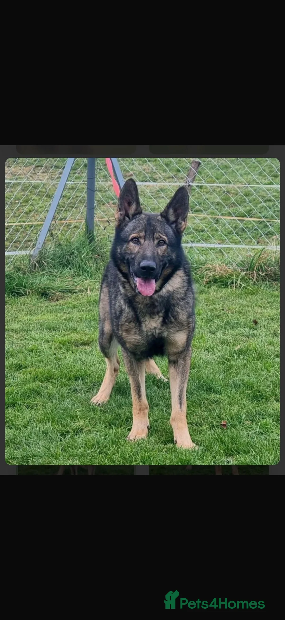 German Shepherd dogs for sale: German shepherd pups (working line) - Advert 15
