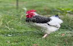 Chickens poultry for sale: Light Sussex Bantam Pair  - Image 4
