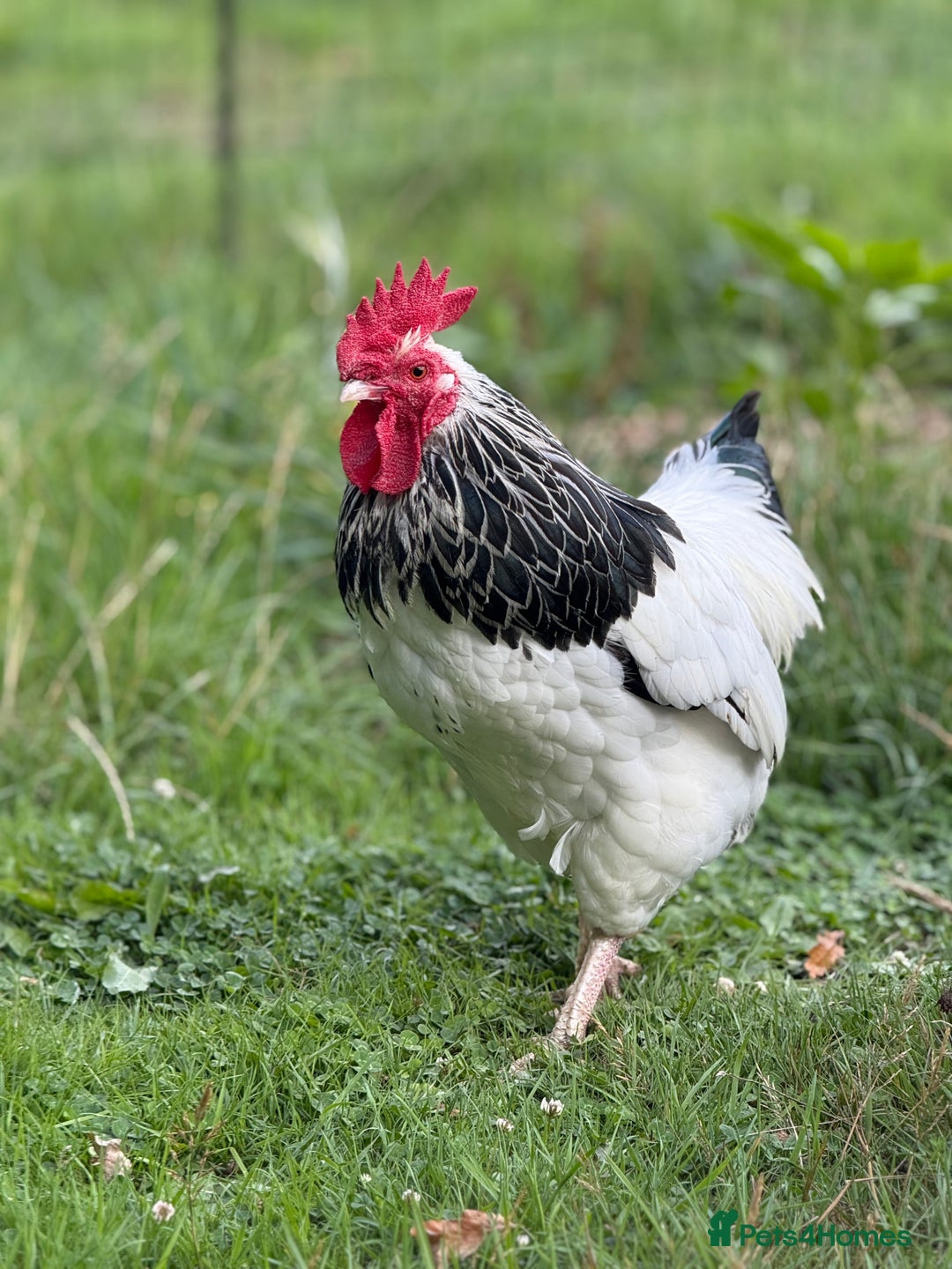 Chickens poultry for sale: Light Sussex Bantam Pair  - Image 4
