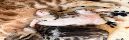 Bengal cats for sale: Bengal cross - Advert 1