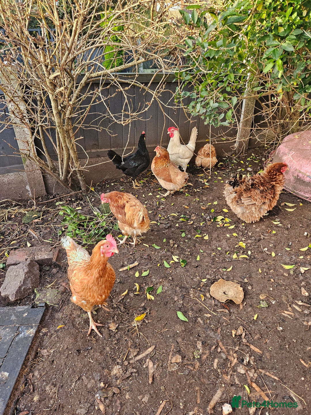 Chickens poultry for sale: 11 hens 1 cockrel  - Advert 11