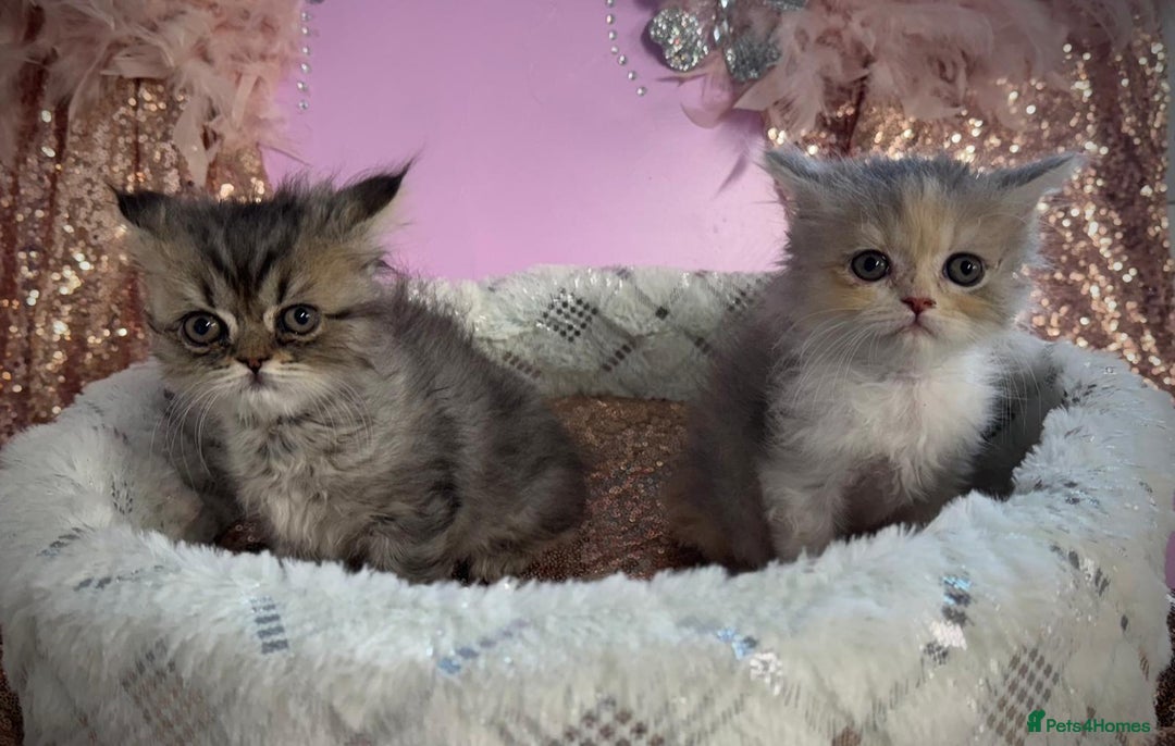 Persian cats for sale: Doll faces Persian ❌  - Image 4