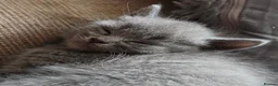 British Shorthair cats for sale: Beautiful Confident and Loving Kittens. - Advert 14