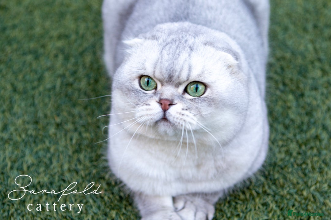 Scottish Fold cats for sale: Looking for a Loving Home for KINDER - Image 4
