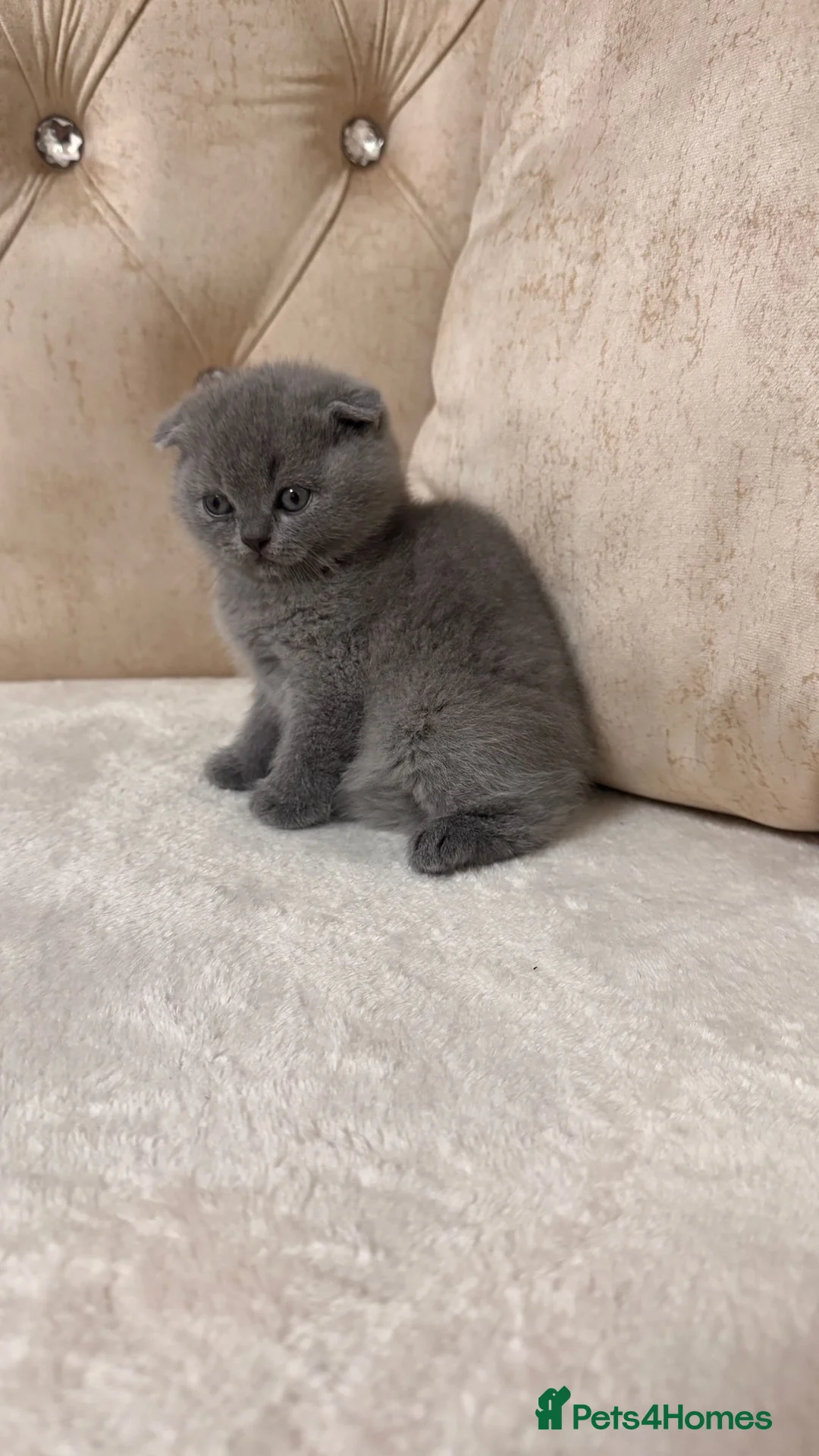 Scottish Fold cats for sale: Beautiful chunky Scottish folds  - Advert 4