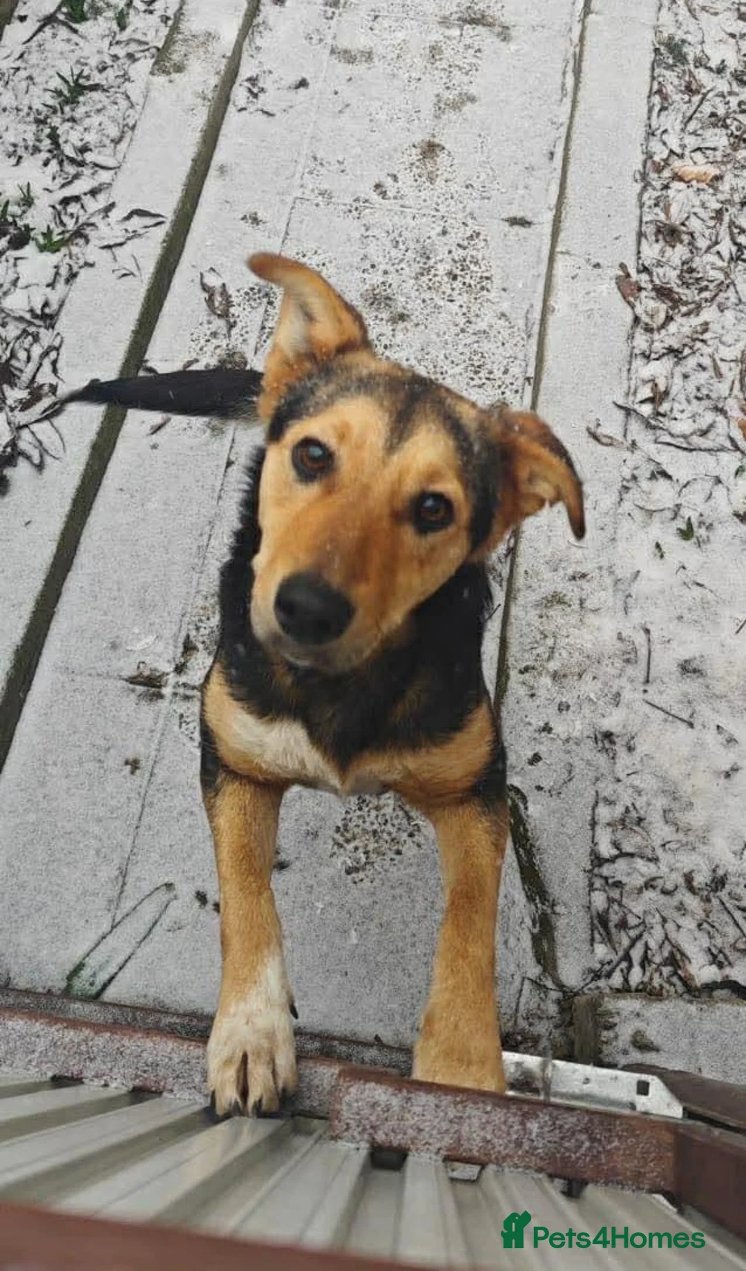 Mixed Breed dogs for adoption: 🐾 Meet Larisa - a gentle girl for a Loving Home💛 - Advert 1