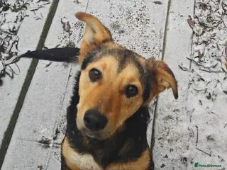 Mixed Breed dogs 🐾 Meet Larisa - a gentle girl for a Loving Home💛 - Advert 1