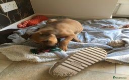 Mixed Breed dogs for sale: Belgian Malanois X American Bulldog  - Image 4