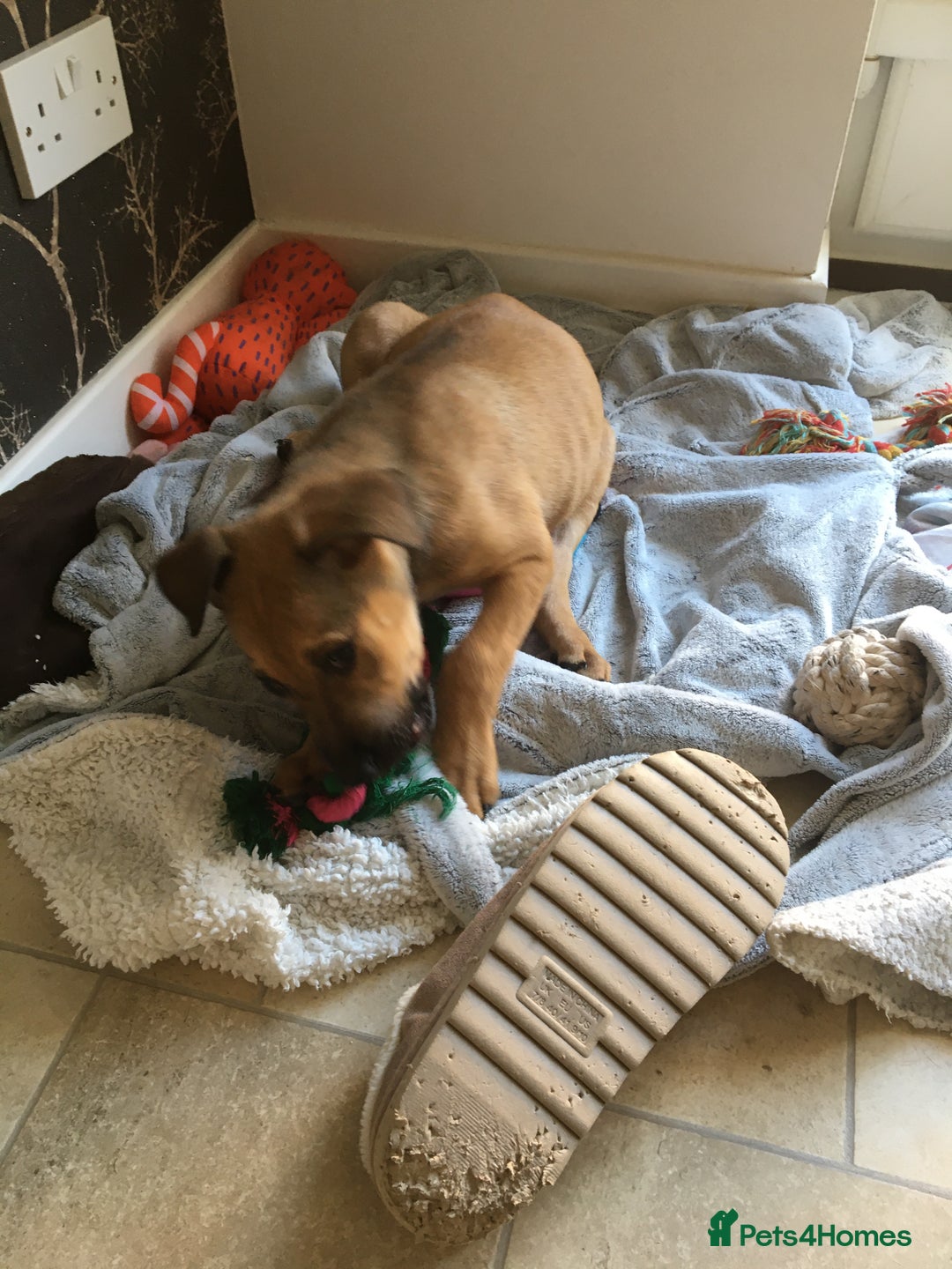 Mixed Breed dogs for sale: Belgian Malanois X American Bulldog  - Image 4