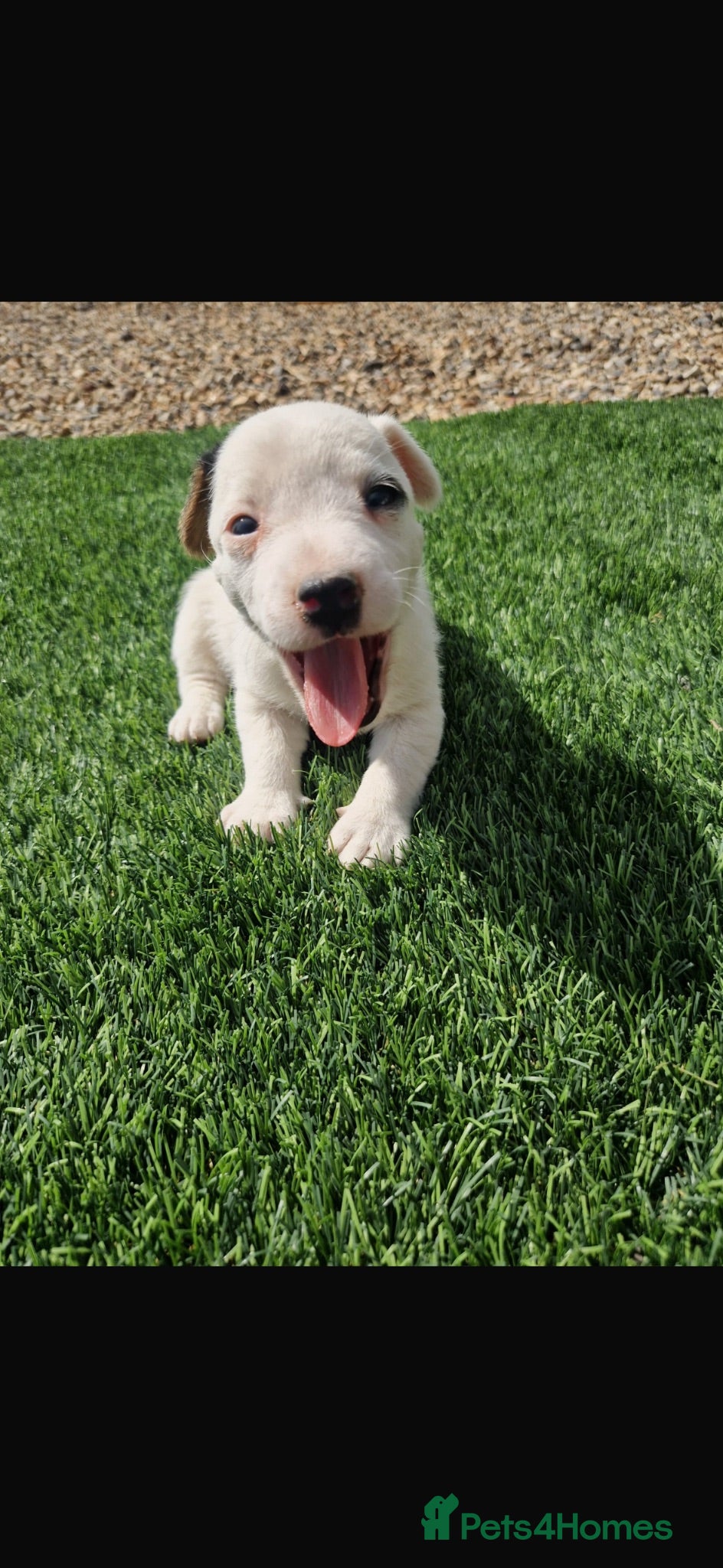 Jack Russell dogs Beautiful jack Russell puppies  - Advert 1
