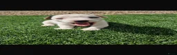 Jack Russell dogs for sale: Beautiful jack Russell puppies  in Reading - Advert 1