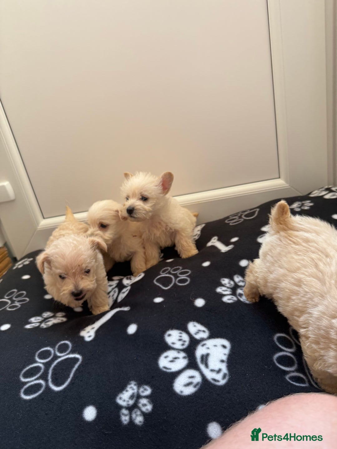 West Highland Terrier dogs for sale: DNA health tested Westie-poos  - Image 17