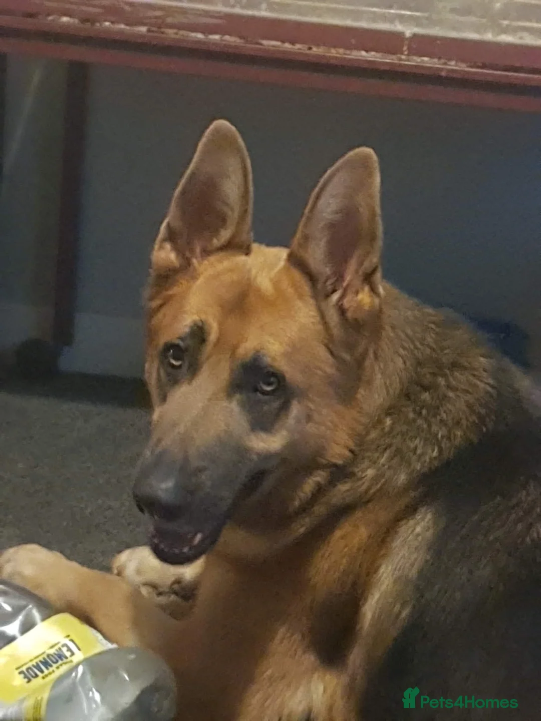 German Shepherd dogs for sale: German shepherd puppies  - Advert 2