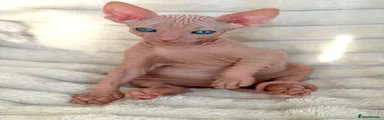 Sphynx 3