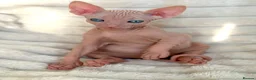 Sphynx cats for sale: 🐾 Beautiful Sphynx Kittens – Raised With Love 🐾 - Advert 20