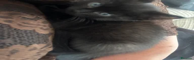 Ragdoll 1