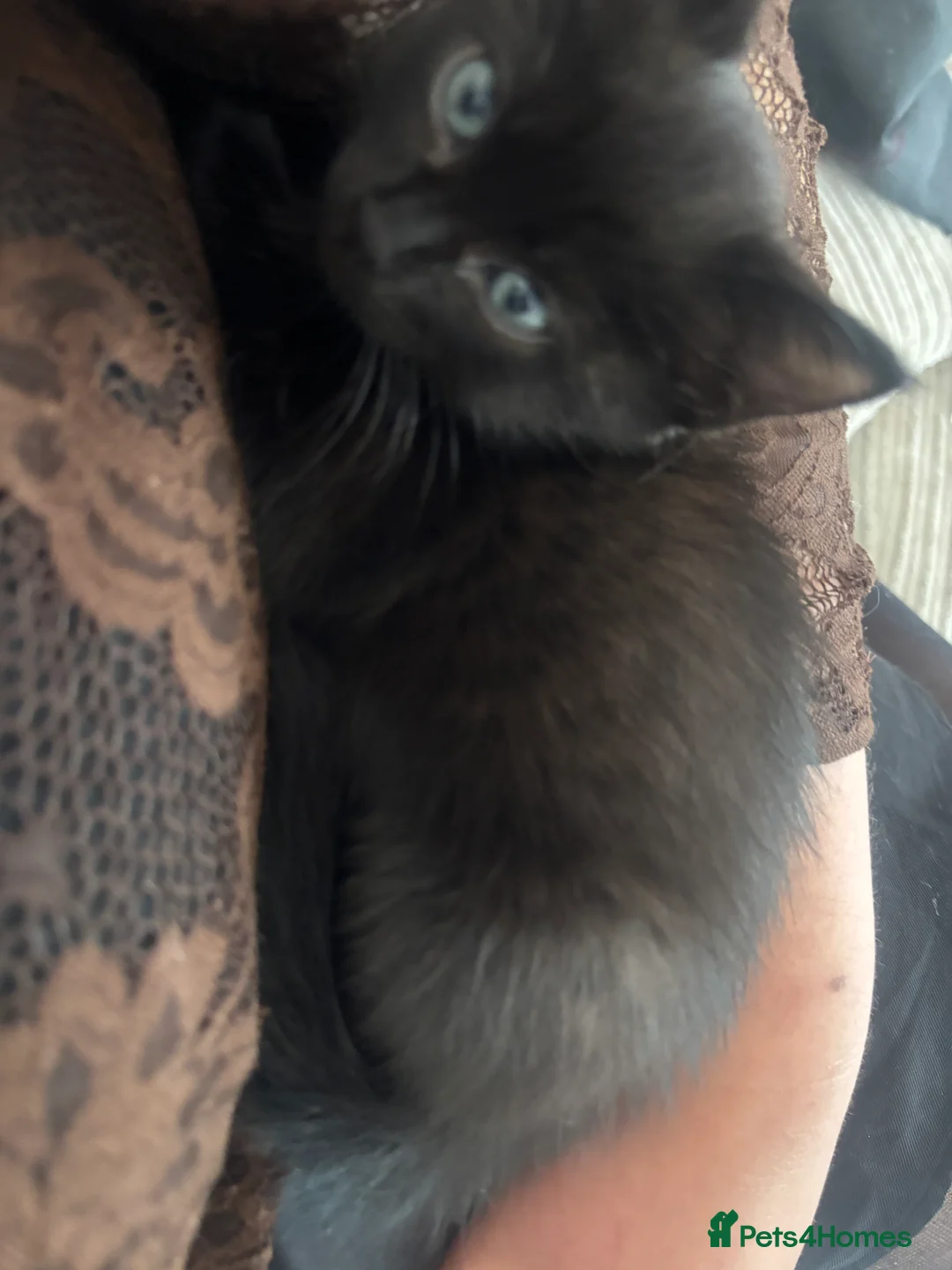 Ragdoll cats for sale: Half ragdoll kitten available (last one) - Advert 6