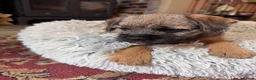 Border Terrier dogs for sale: KC Border Terriers  in Doncaster - Advert 14