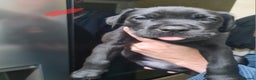 Mixed Breed dogs for sale: Presa canario - Advert 4