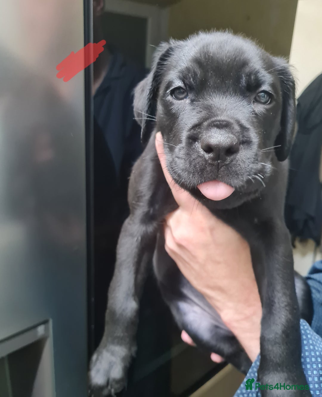 Mixed Breed dogs for sale: Presa canario - Advert 4