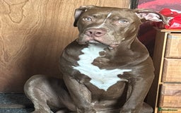 Mixed Breed dogs for sale: Male for rehoming  - Image 4