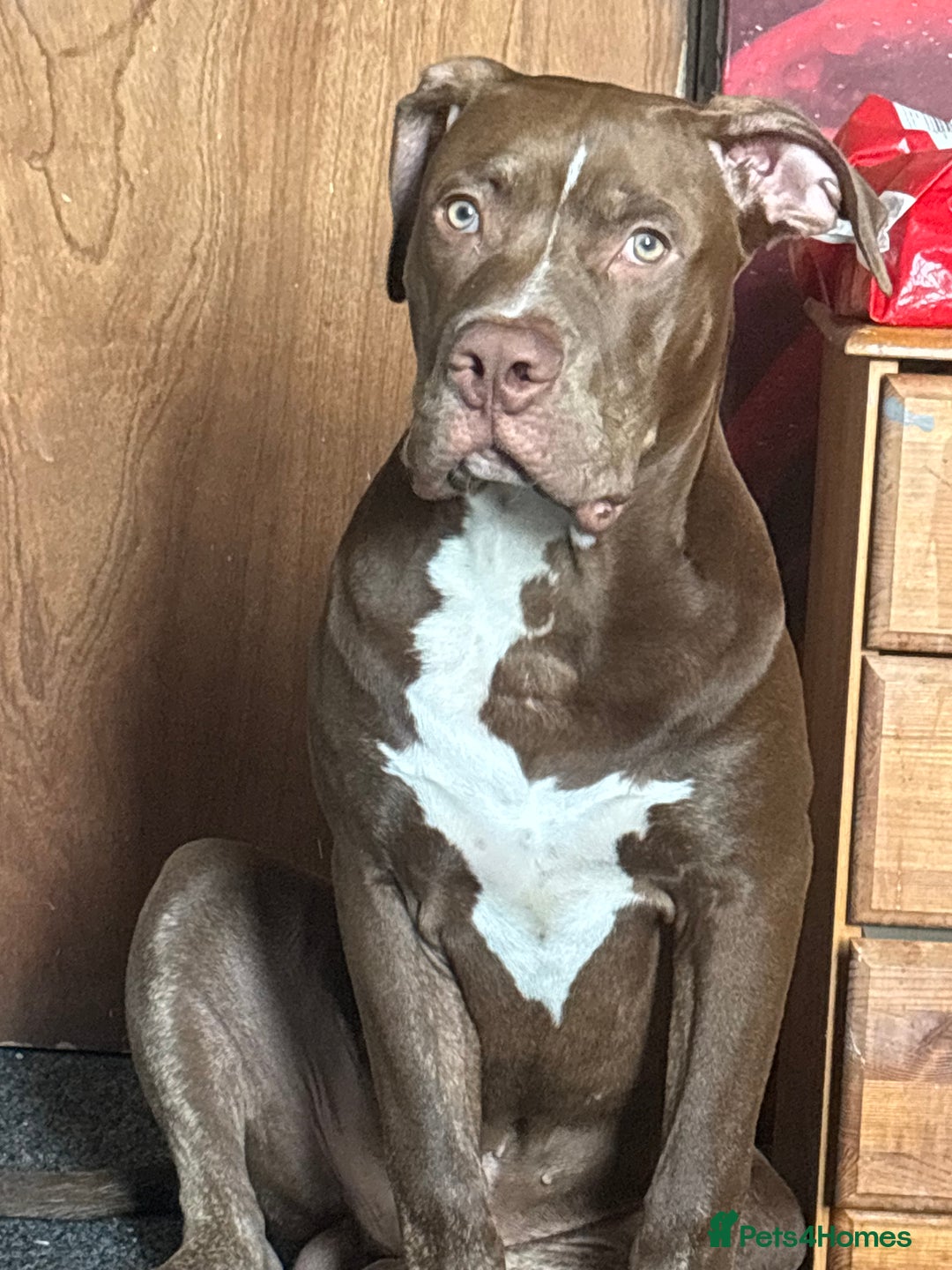 Mixed Breed dogs for sale: Male for rehoming  - Image 4
