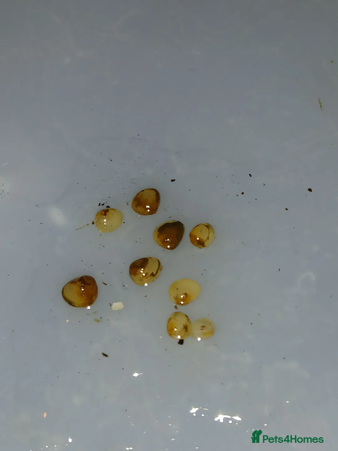 Other/Mixed Breed fish for sale: Pea mussel/ finger nail clam - Advert 2