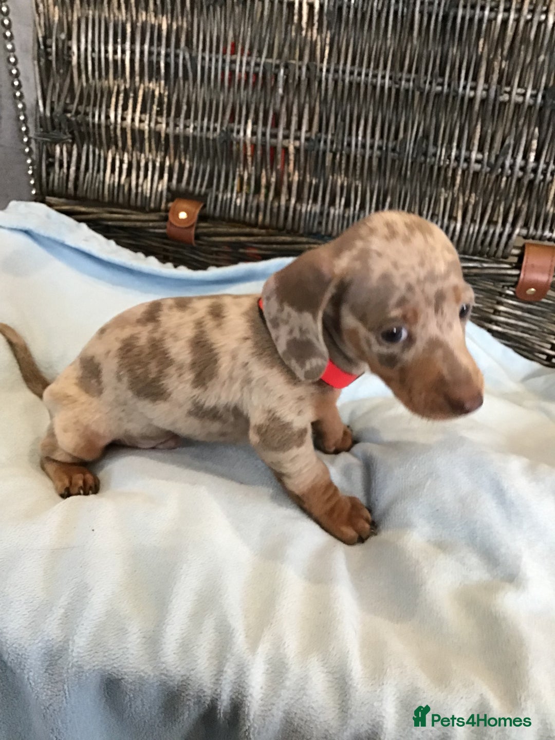 Miniature Dachshund dogs for sale: KC Miniature Dachshund 1 Choc & Isabella Dapple!!! - Advert 18